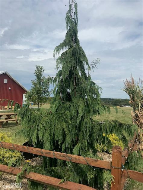 dwarf weeping cedar trees.